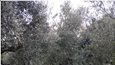 Πώληση Αγροκτήματος - Ελαιώνα, Λακωνία.