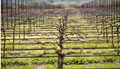 03_Vine-Landscape