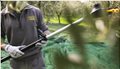 raccolta-meccanica-olive-1024x683