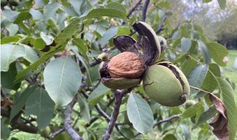 Walnuts_ready_to_harvest_-_credit_Brad_Milic_Coaldale_Walnuts