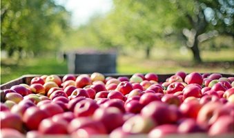 apples-1004886_1280