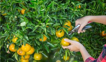 komfouzio_8