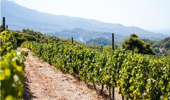 menu_ampelonas_bg_1800x870_2