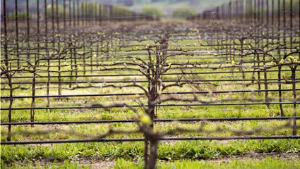 03_Vine-Landscape