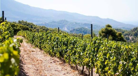 menu_ampelonas_bg_1800x870_2
