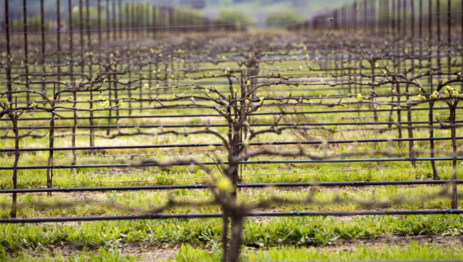 03_Vine-Landscape