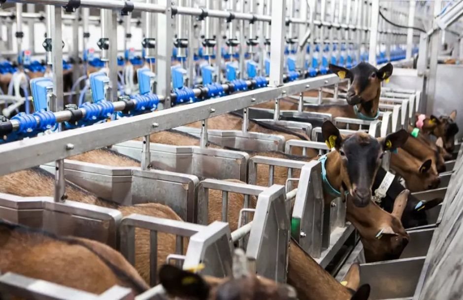 milkplan_1_